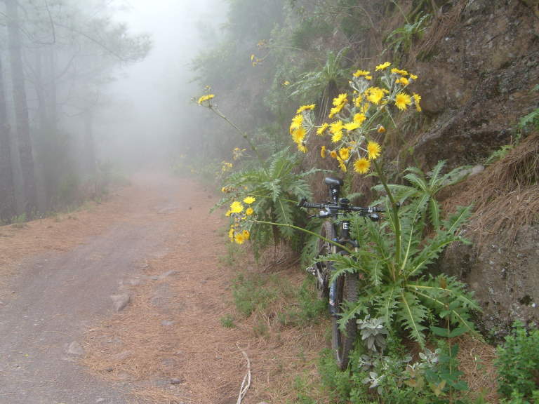 Riesenlöwenzahn im Nebel