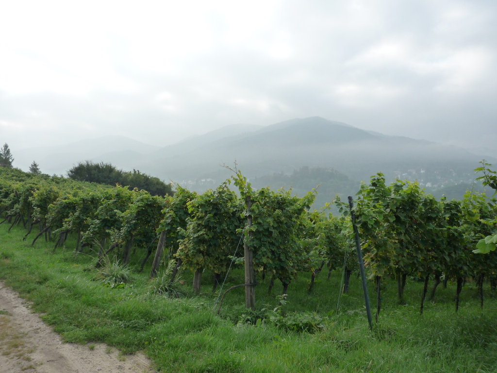 Weinberge